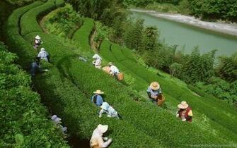 Assam Tea Garden Wallpaper Desktop Background