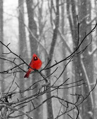 Of Bird Paintings Snow Birds Cardinal Art Red Print Winter Wallpaper