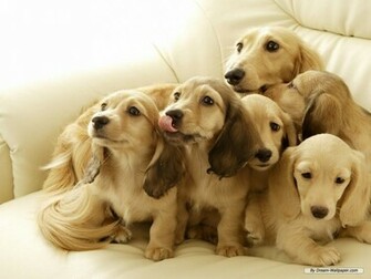 Mini Dachshund Wallpaper Dogs