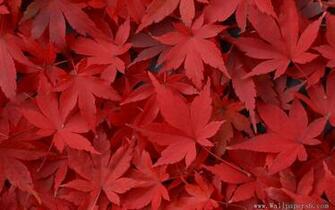 Red Leaf Wallpaper Wide HD