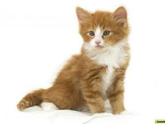 Cute Kitten Widescreen Wallpaper