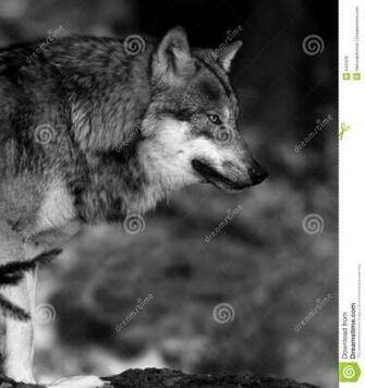 Black And White Wolf Pictures Desktop Background