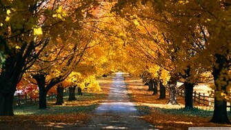 Tree Tunnel Road Autumn Wallpaper