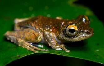 Wallpaper Animals Macro Sheet Green Leaf Frog Red Black