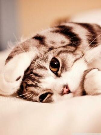 Funny Lazy Cat 4k HD Desktop Wallpaper For Ultra Tv