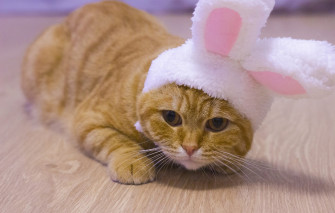 Wallpaper Cat Look Pose Kitty Legs Rabbit Red New Year