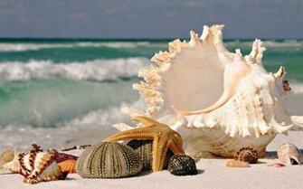 Seashell Wallpaper