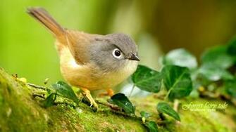 Funmozar Spring Animal Wallpaper