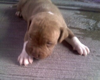 All White Red Nose Pitbull Pictures