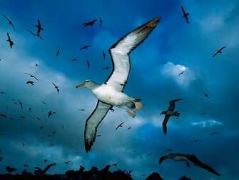Flying Birds Apple Animals Blue Sky Wallpaper Full HD