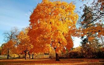 Kids Under Fall Wallpaper For Desktop