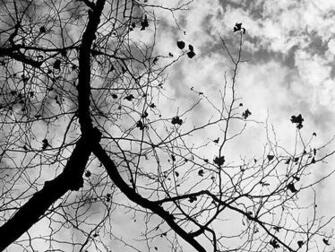 Cherry Tree Branch Silhouette