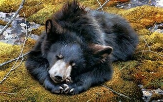 Bear Wall Black Wallpaper Bears