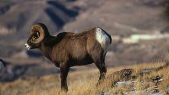 Bighorn Sheep Wallpaper And Background Image Net