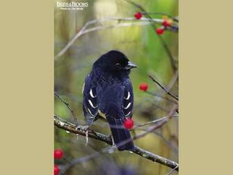 Birds And Blooms Image Of Pics