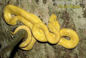 Gold Eyelash Viper Pictures Image Naturephoto