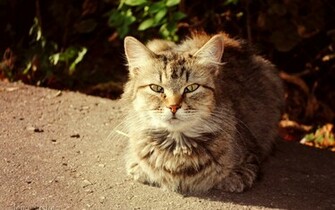Best Cat Photos Wallpaper Wallpaper55 For Pcs