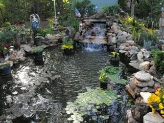 Koi Pond Wallpaper