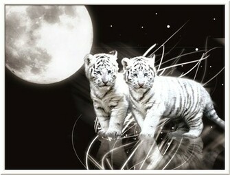 White Tiger Wallpaper In Blue Eyes Moon