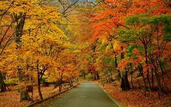 Girl In The Autumn Park Wallpaper Wide HD