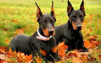 Doberman Pinscher My Doggy Rocks