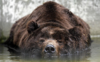Grizzly Bear Wallpaper