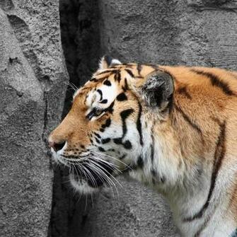 Tiger Startseite Wallpaper iPad