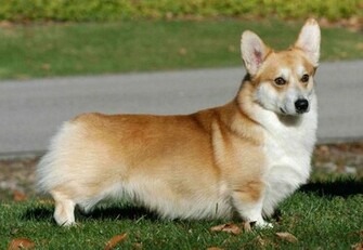Corgi Pembroke Dog Photo And Wallpaper Beautiful Lovely Welsh