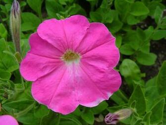 Pink Flowers Image Crazy Gallery