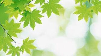 Fresh Background Picture Of A Green And White