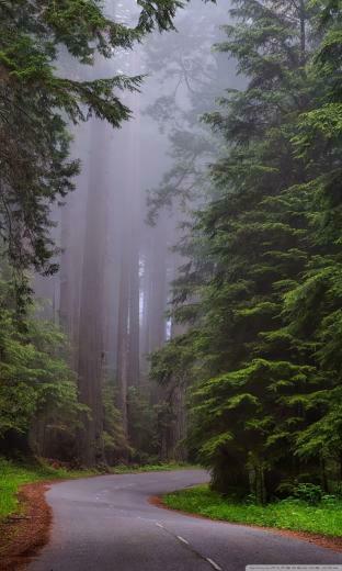 Redwood National Park California 4k HD Desktop Wallpaper For