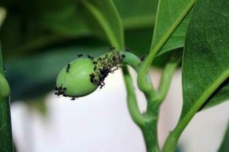 Black Ants Garden Controlling Or