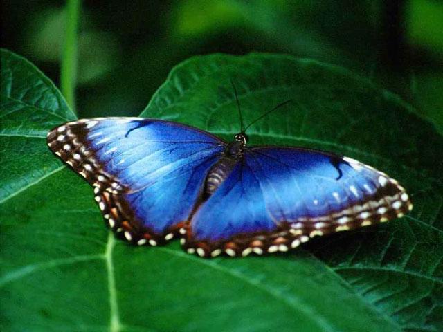 This Absolutely Butterfly Screensaver And Enjoy The Best