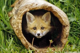 Fox Wallpaper White Grey And Red Foxes HD