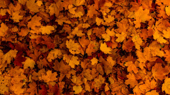 Fallen Leaves Wallpaper 4k Autumn Maple Texture