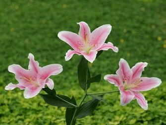 Pink Stargazer Lilies Flower Wallpaper