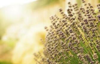 Cell Phone Wallpaper Screensavers Flowers