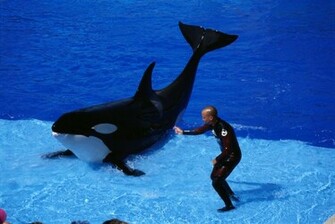 Killer Whales Wallpaper Desktop