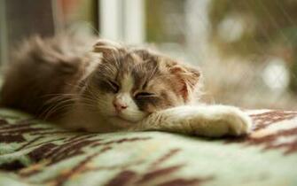 Kitten Rest Wallpaper HD