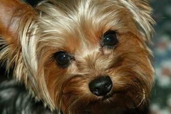 Yorkshire Terrier Pictures