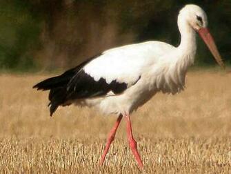 Stork Wallpaper