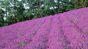 Pink Lavender Field Trees Desktop Pc And Mac Wallpaper
