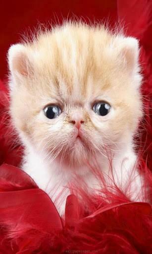 Grumpy Cat Valentine HD Wallpaper Car Pictures