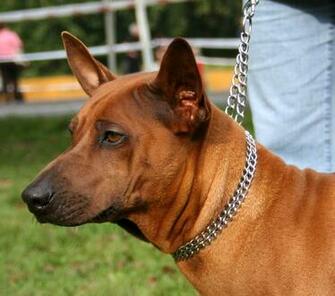 Cute Thai Ridgeback Photo And Wallpaper Beautiful