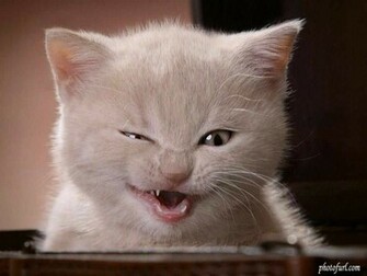 Wallpaper He Funny Animals