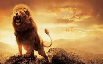Angry Lion Eyes Wallpaper Image
