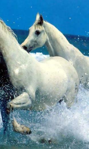 Cute Horse Wallpaper Android Apps On Google Play