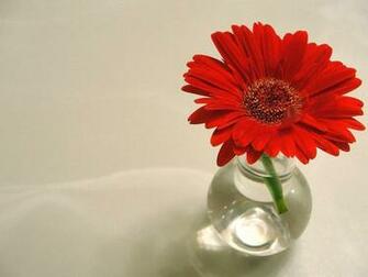 Gerber Daisy Flower Gerbera Red Orange