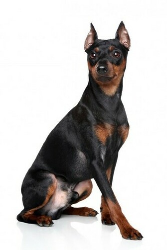 Miniature Pinscher Wikipedia The Encyclopedia HD Wallpaper