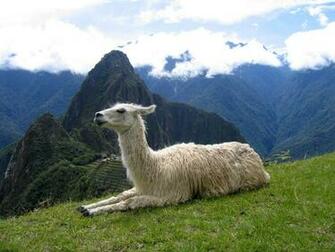 Llama Browser Themes Desktop Picture